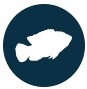 Non-native fish icon. Non-native fish are invasive and they take over habitat that native species need. Non-native fish icon. Non-native fish are invasive and they take over habitat that native species need.